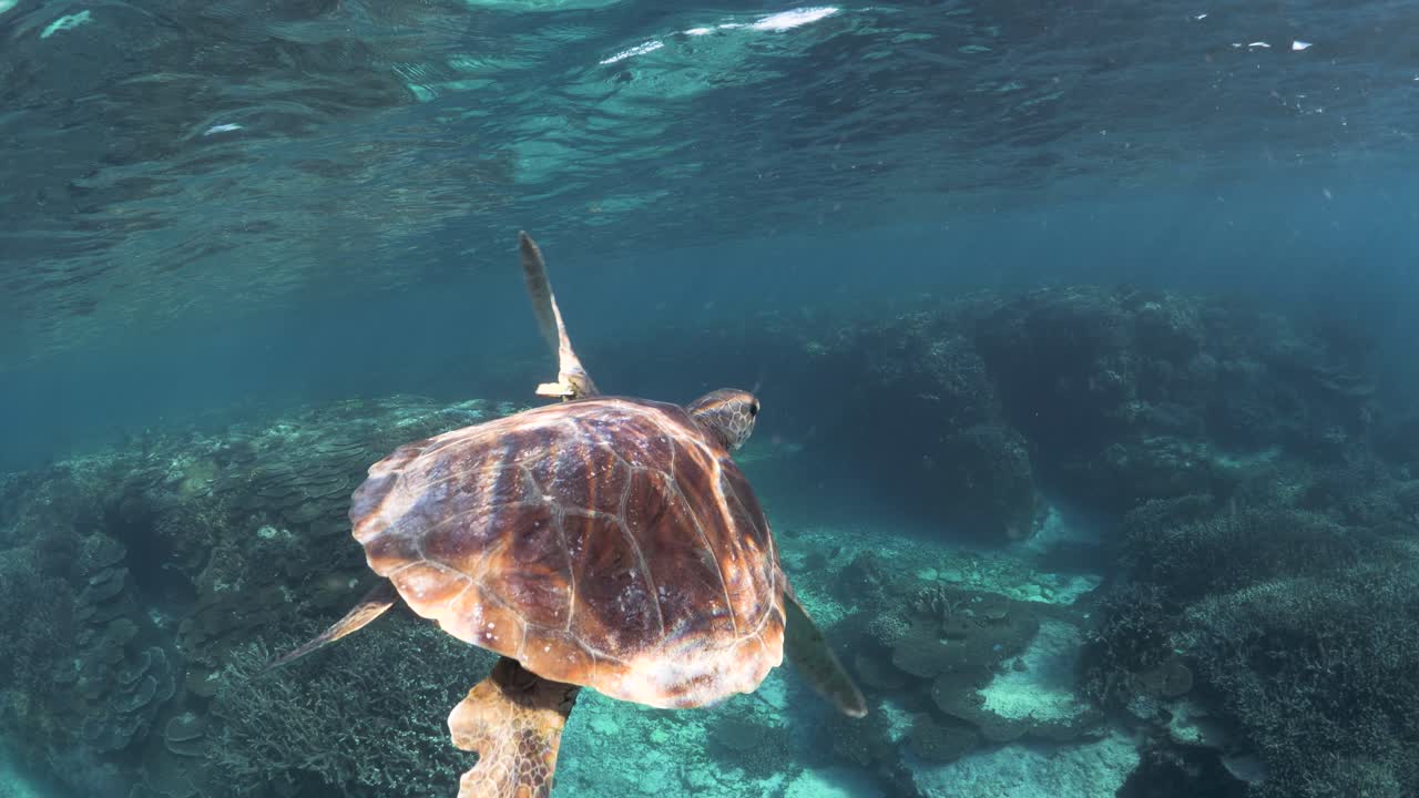Sun beams shining through clear water flickering off the back of a turtles shell creating light patterns