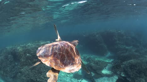 Los-Rayos-Del-Sol-Brillan-A-Través-Del-Agua-Clara-Que-Parpadea-En-La-Parte-Posterior-Del-Caparazón-De-Una-Tortuga-Creando-Patrones-De-Luz