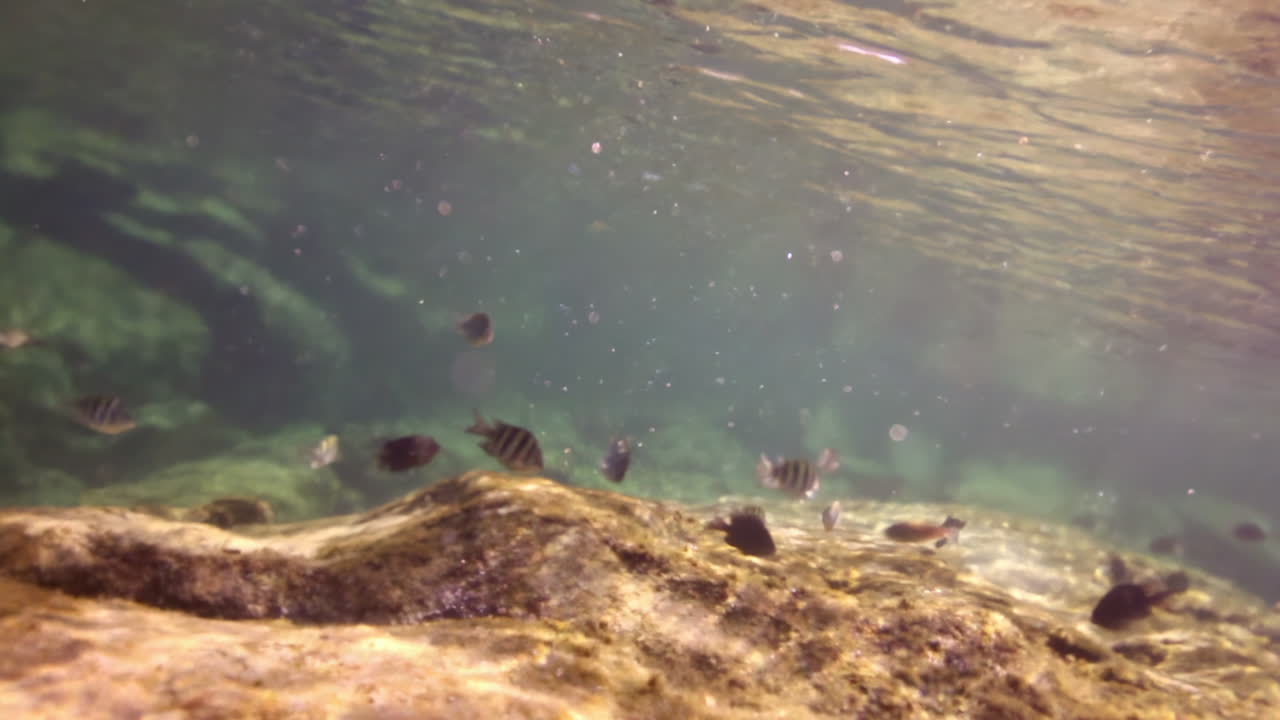 escena submarina con peces