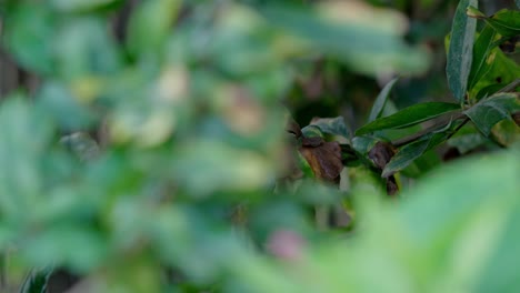 pulling focus between some leaves in the garden.