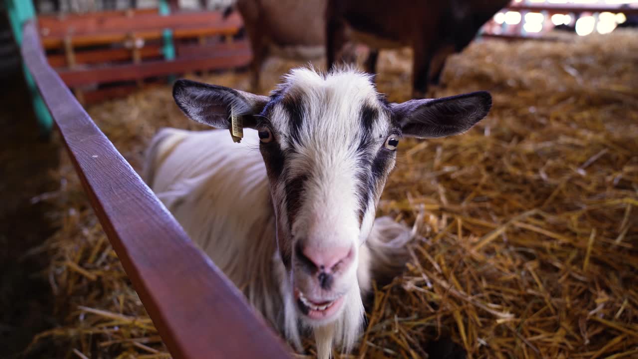Adult goat lying in straw inside barn chewing cud, staring intently at camera, close up.