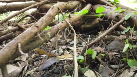 zoom out from a spider web nestled between thick tree roots in earthy soil, with natural light illuminating the scene