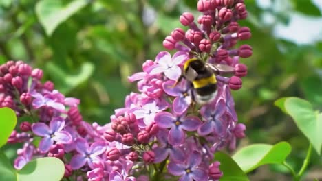 In a lush garden, a bumblebee flits from bloom to bloom, gathering nectar from delicate lilac flowers surrounded by vibrant green leaves on a sunny spring day.