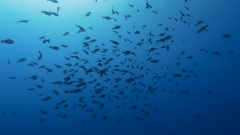 big school of surgeon fish shot against the sun light in crystal clear water of the pacific ocean