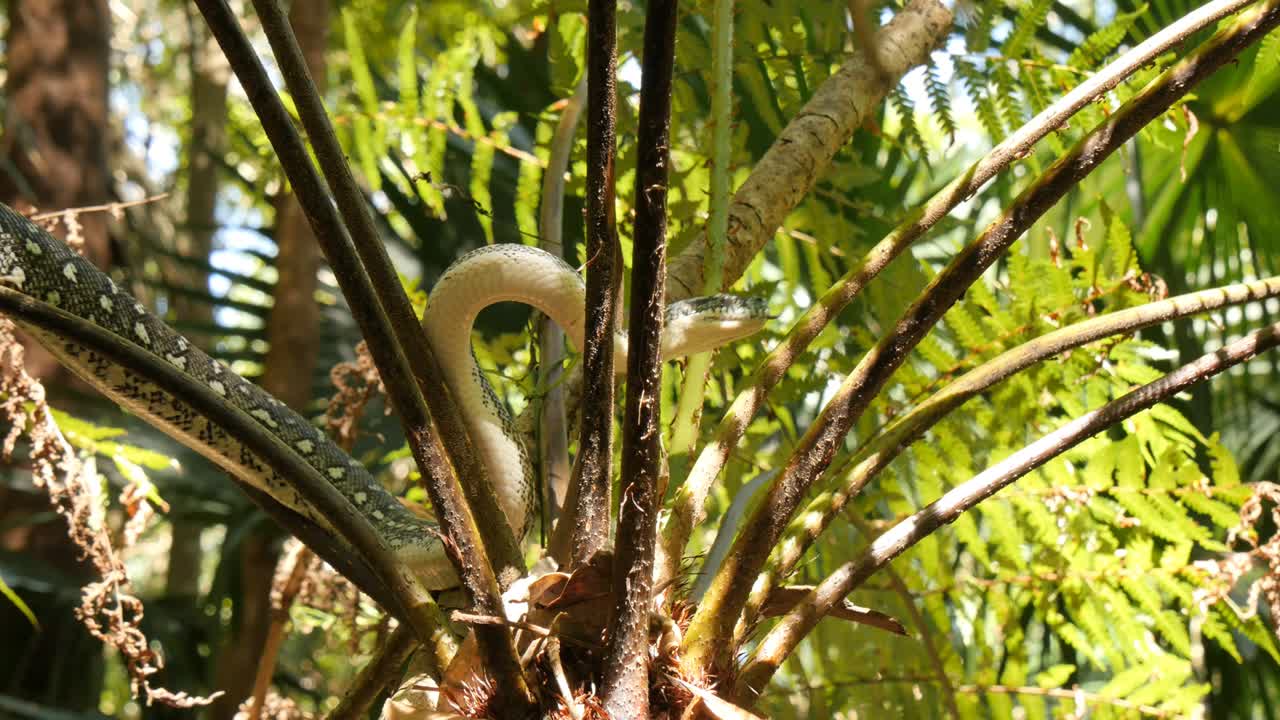자연 환경 에서 사냥 하는 파이톤  - 다이아몬드 파이톤