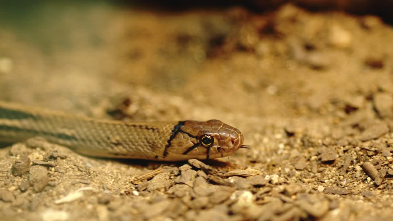 Copperhead rat snake slithering on dry ground