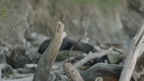 Two-fur-seals-sleeping-in-between-driftwood-on-rocky-beach