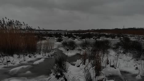 frozen grass and reeds during winter season on a cloudy day