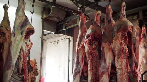 raw meat carcass hanging from a hook at slaughterhouse