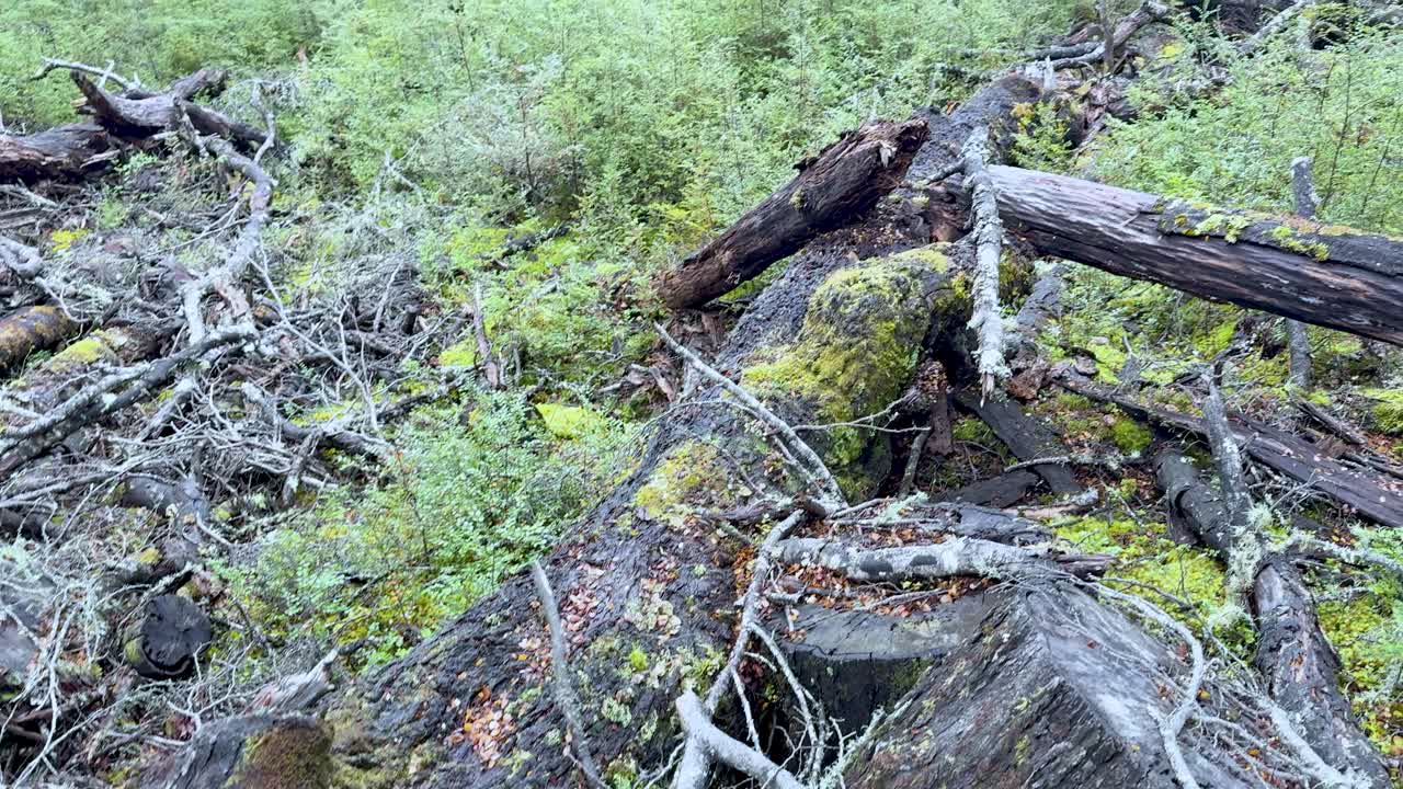 Camera slowly pans across moss-covered stump, lichen, and forest debris in natural daylight