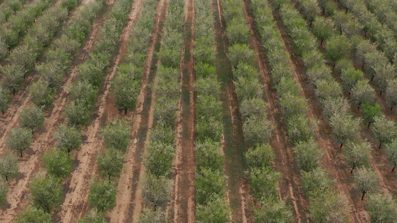 filas perfectas de árboles españa cultivo tiro aéreo temporada de primavera europa