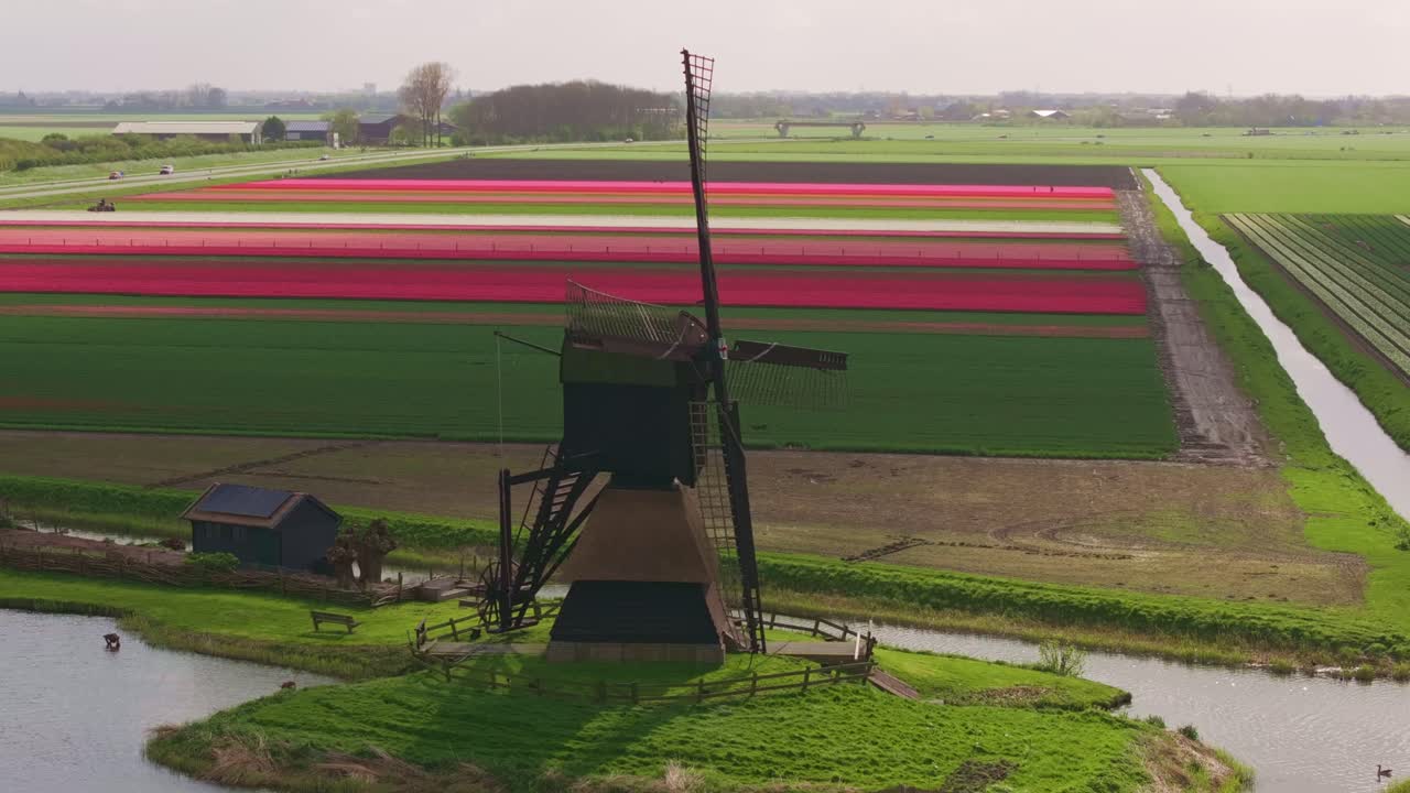 File di tulipani vivaci che incorniciano mulini a vento classici, Obdam, Paesi Bassi