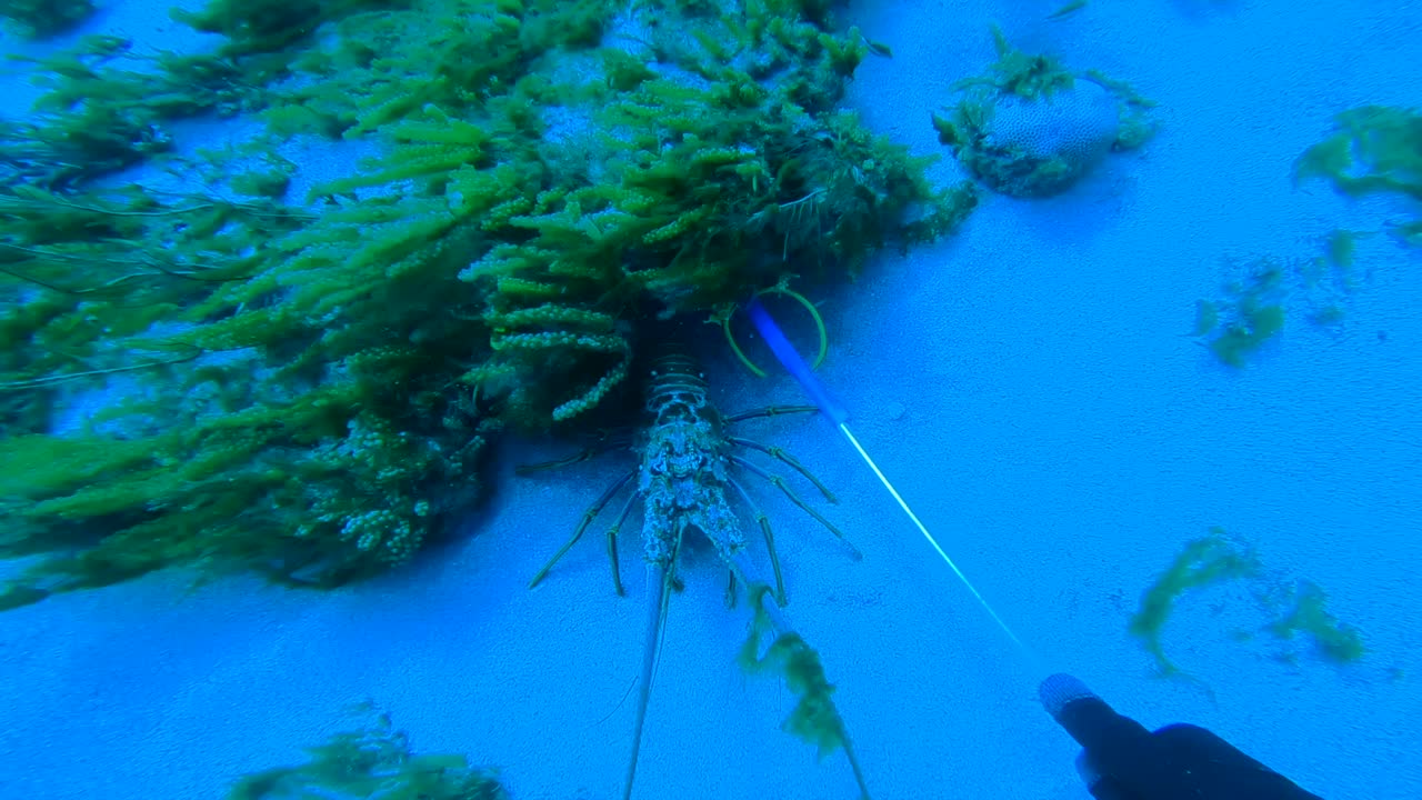First person shot of a scuba diver catching a lobster down underneath a grassy reef rock in HD 1080p 23.98p