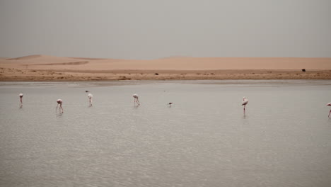 flamingos in a desert lake