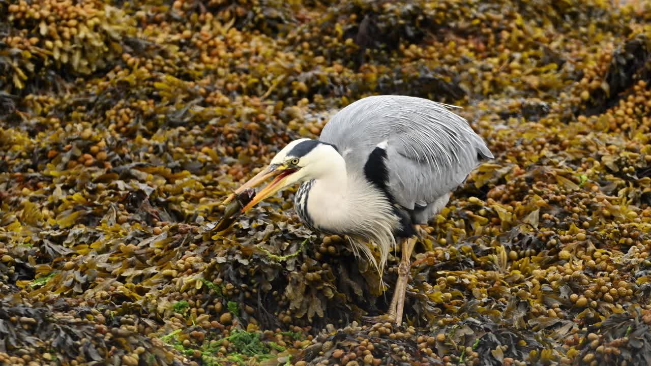 Slow motion shows grey heron Ardea cinerea in seaweed handling a small fish. Bird gently puts fish down after struggling to eat, preparing to continue feeding, handheld