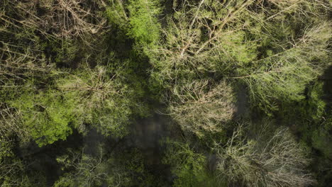 lush green moss and vegetation in william b