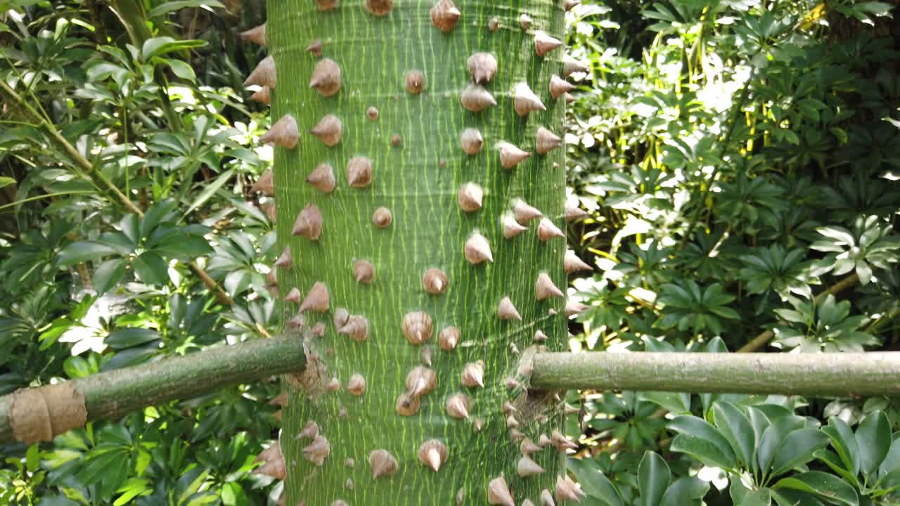 Descending shot of a tall tree trunk covered in spikes, surrounded by dense green tropical forest and natural light