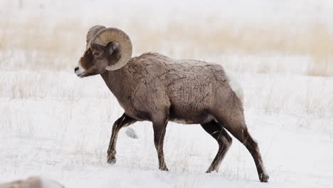 Borrego-Cimarrón-Pastando-En-Invierno-En-Montana