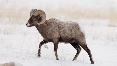 bighorn sheep grazing in the winter in montana