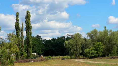 Wilder-Großer-Weißstorch-Mit-Langem-Hals,-Der-über-Sonnenverbrannten-Gelbgrünen-Feldern-Schwebt,-Weit-Weg-In-Den-Grauen-Wolken,-Kleines-Dorf-Und-Grün-Im-Hintergrund,-Handgeführte-Kamerafahrt