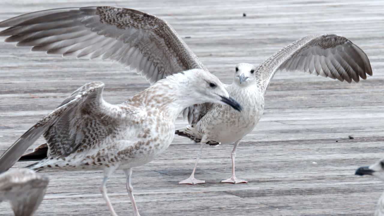 Close view of few seagulls while people feeding them. Slow motion