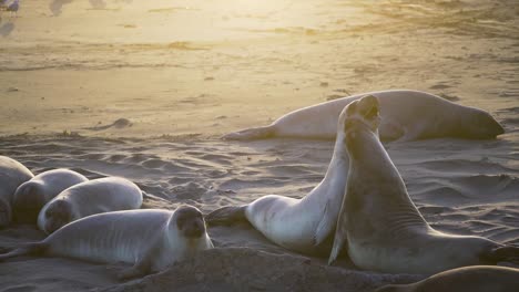 panorama of the american californian elephant seal colony at sunset