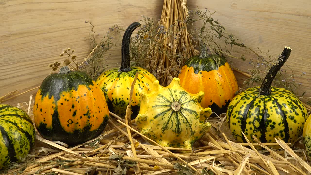 Multicolored decorative small pumpkins lie on dry herbs