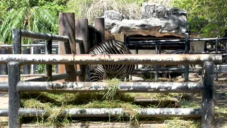 zebra grazing in a zoo enclosure