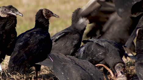 Black-Vultures-on-the-side-of-the-road-fighting-over-a-dead-whitetail-buck,-tight-shot