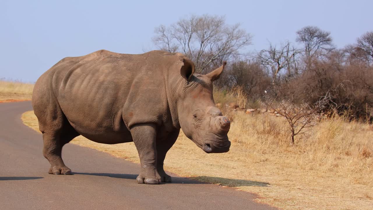 White Rhinoceros on a Road in Africa