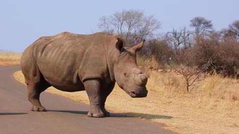 white rhinoceros on a road in africa