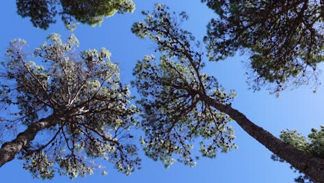 Looking-up-to-treetops-of-conifer-forest-pine-fir-trees-filmed-from-below-while-moving-forward