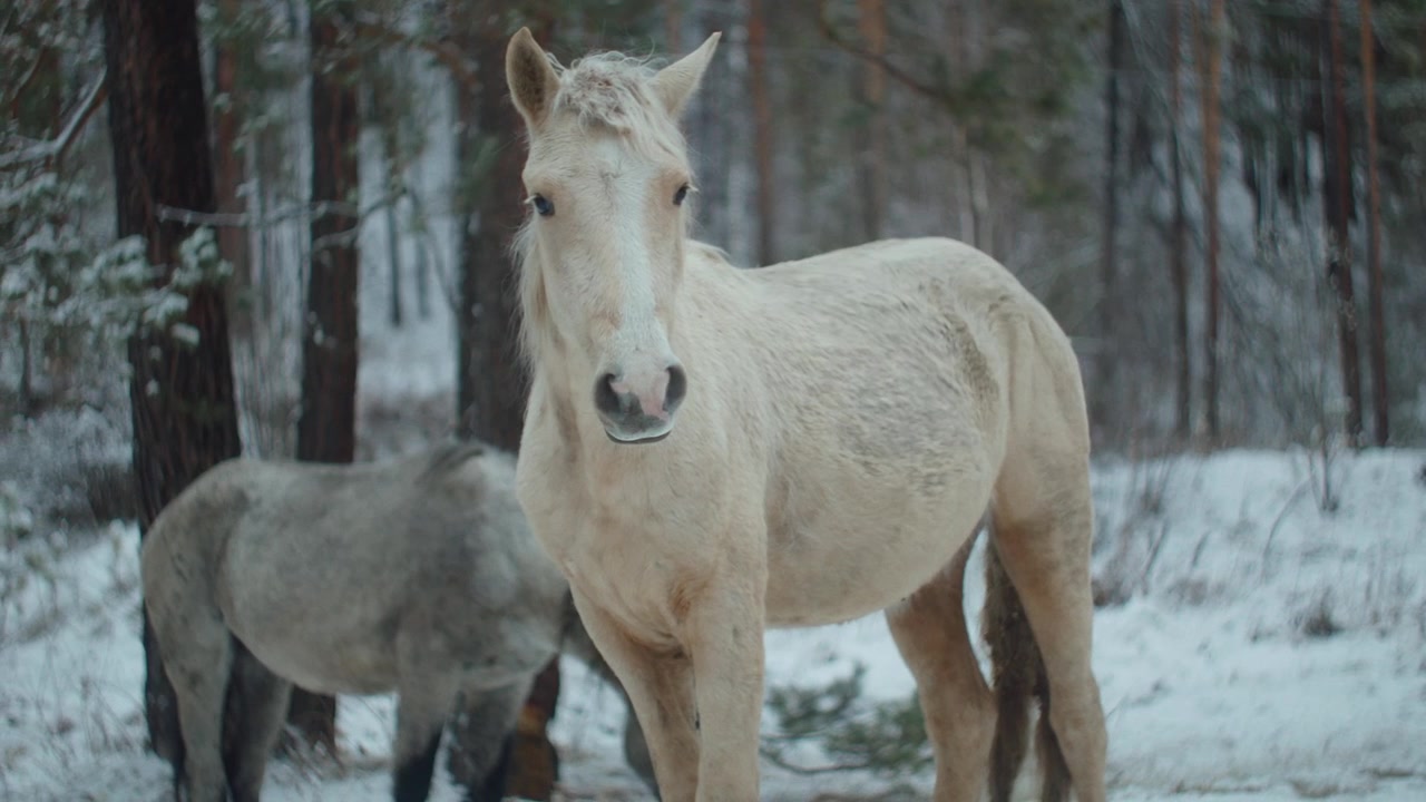 Stunning winter wildlife scene: horses and bear roaming freely through a snowy forest landscape