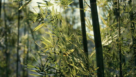 close-up shot of bamboo stalks and leaves in a forest