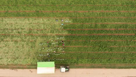 Vista-Aérea-De-Arriba-Hacia-Abajo-De-Los-Agricultores-Cosechando-Un-Campo-A-Mano,-60fps