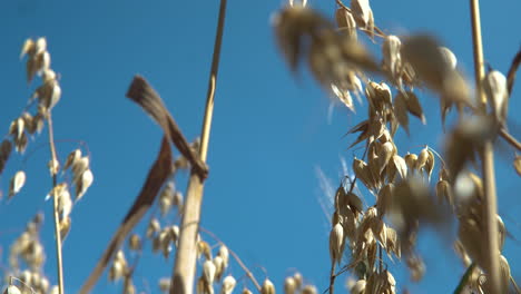 Oat-plant-stem-growing-on-a-windy-day