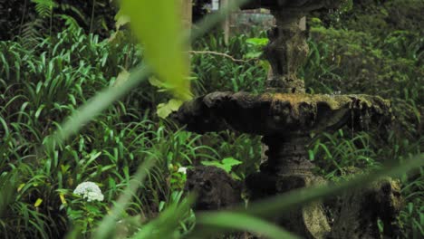 vieja fuente de piedra en un jardín exuberante