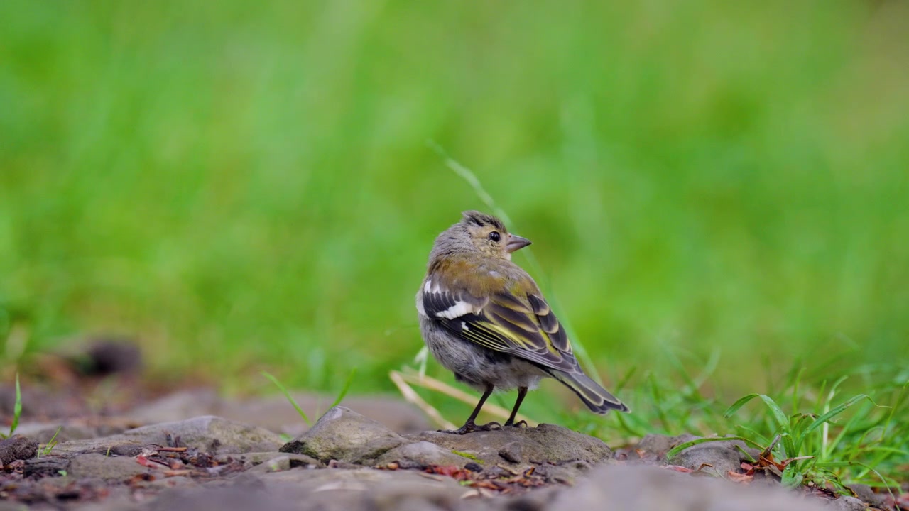 Gros plan sur un Pinson des arbres en Croatie, montrant le petit oiseau dans son habitat forestier naturel.