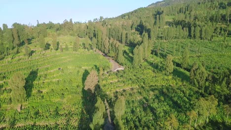 Fliegen-Sie-Eine-Drohne-Nach-Vorne,-Die-Bei-Blauem-Himmel-Und-Sonnenlicht-über-Die-Tabakplantage-Am-Hang-Des-Berges-Geschossen-Wird,-Wobei-Das-Landwirtschaftliche-Fahrzeugkreuz-Auf-Der-Straße-In-Der-Mitte-Liegt