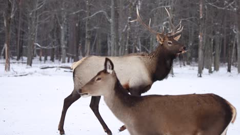 bull elk walking in slow motion snowfall with doe in foreground