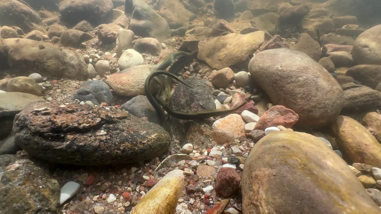 Brook lampreys (Lampetra planeri) in a shallow river. Estonia.