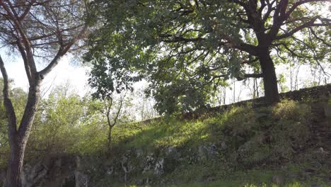 passing by a tree on the side of the appian way on a sunny day