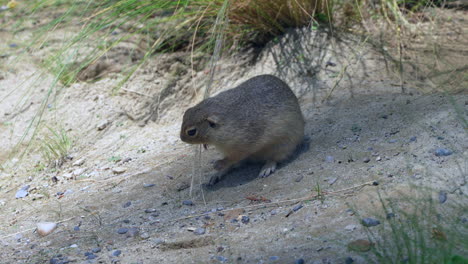 urocza wiewiórka ziemna jedząca trawę wydmową na pustyni w słoneczny dzień, z bliska - 4k strzał prores dzikich gatunków sciuridae