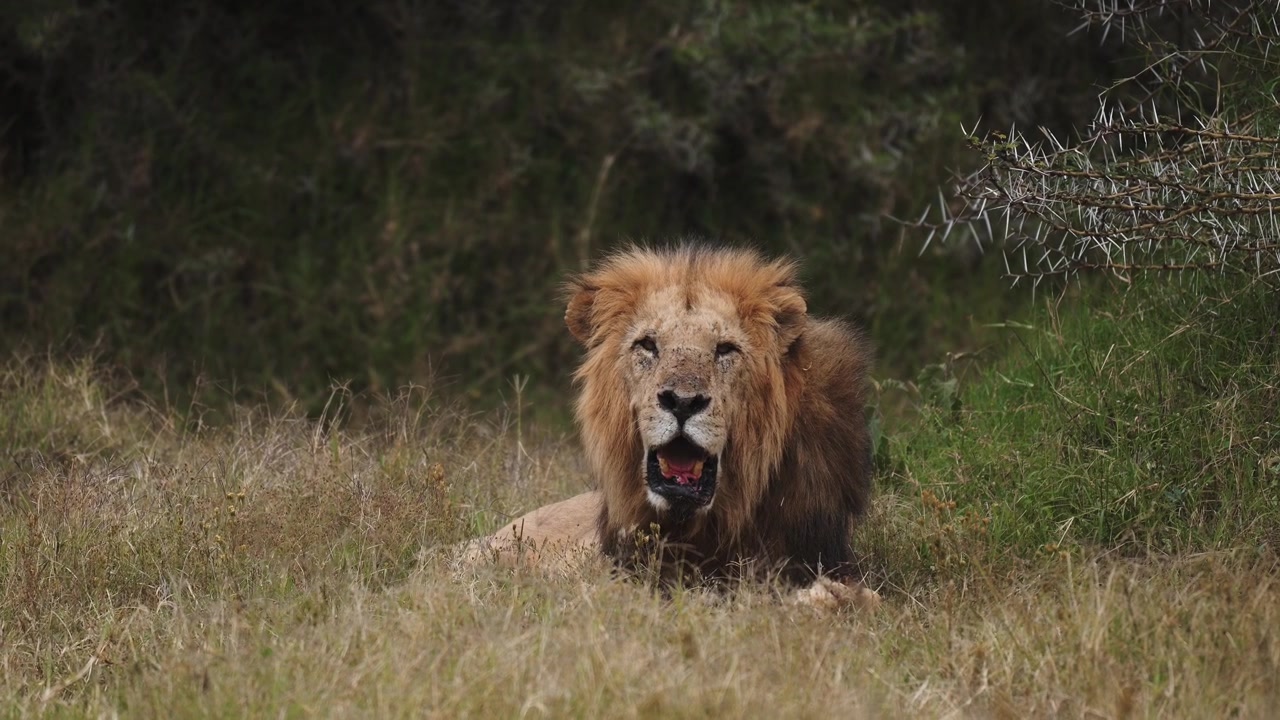 Lev samec lapající po dechu v horkém počasí, safari zvířata v Africe při pozorování africké divoké zvěře.