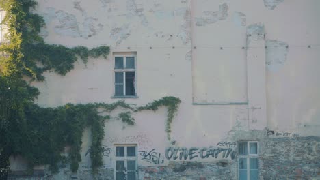 walls covered with green vines and graffiti in the street of bratislava, slovakia