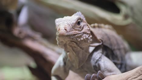 closeup of a lizard sitting on a green plant lizar 4k 2025 08 05 02 18 40 utc.mov | agama, animal, background, black