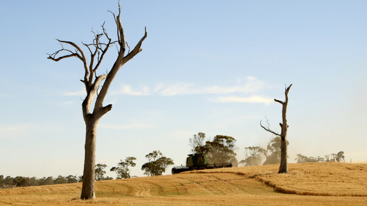 plano general de cosechadora cortando trigo conduciendo a lo largo de un campo agrícola con árboles estériles