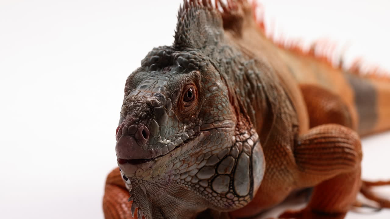 흰색 배경에 격리된 녹색 이구아나