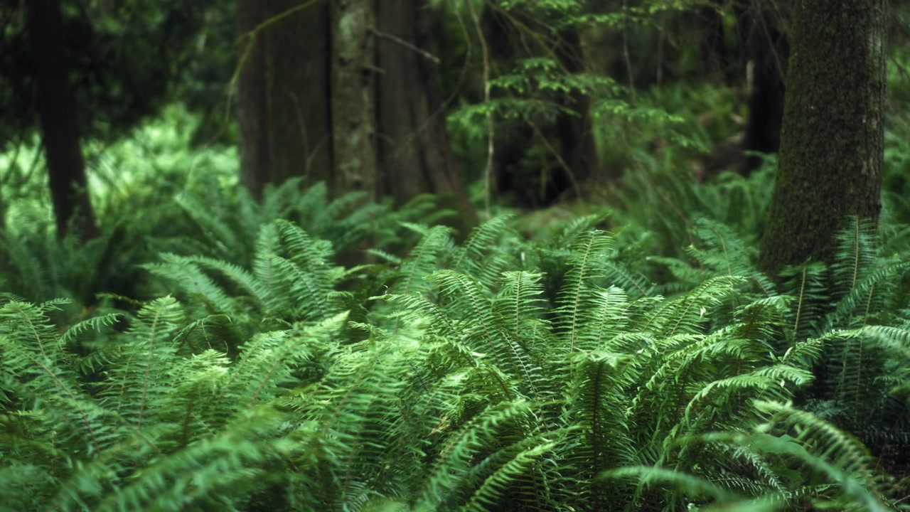 Arbusti di felci che coprono il terreno di una foresta pluviale, crescendo tra gli alberi.