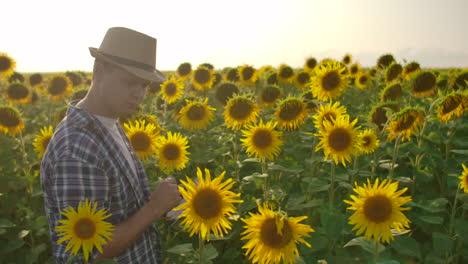 A-farmer-man-in-a-hat-and-shirt-goes-through-the-field-and-inspects-sunflowers-in-the-field.-Watch-your-harvest.-The-modern-farmer-uses-a-tablet-computer-to-analyze